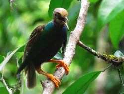 Hanya Muncul di Hutan Alami, Bidadari Halmahera Terancam Hilang Akibat Aktivitas Manusia