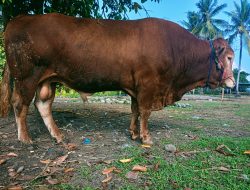 Pemkab Halteng Dapat Bantuan Sapi Kurban Seberat 800 Kilogram dari Presiden Prabowo 