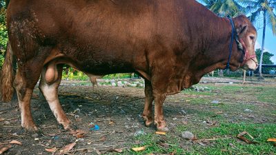 Pemkab Halteng Dapat Bantuan Sapi Kurban Seberat 800 Kilogram dari Presiden Prabowo 