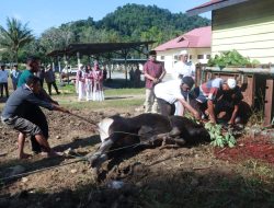 Polres Halmahera Tengah Kurban 9 Ekor Sapi, Salurkan Ratusan Paket Daging ke Warga