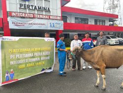 Wujud Nyata Komitmen Dalam Berbagi, Pertamina Regional Papua Maluku Salurkan Ratusan Hewan Kurban