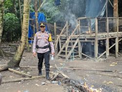 Polres Halteng Musnahkan Arena Sabung Ayam di Wilayah Lingkar Tambang