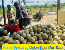 Program TEKAD Sukses, Kelompok Tani RITD Wairoro Makmur, Panen Perdana Buah Melon Tujuh Ton