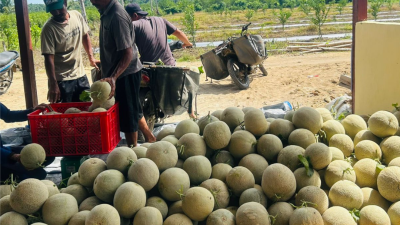 Program TEKAD Sukses, Kelompok Tani RITD Wairoro Makmur, Panen Perdana Buah Melon Tujuh Ton