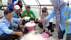 Desa Umiyal Pulau Yoi Sukses Bangun Tambak Garam Modern Pertama di Maluku Utara